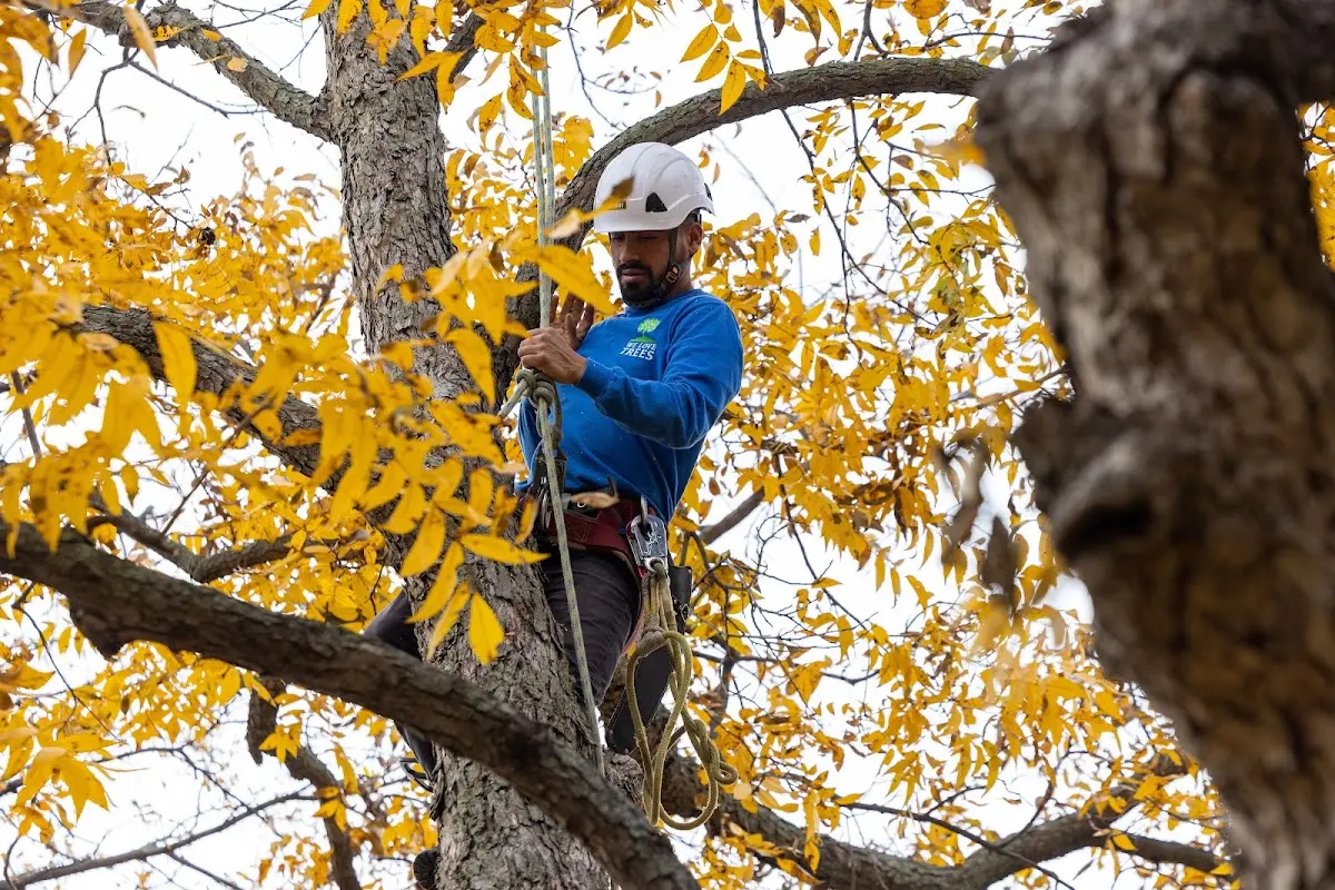 Skilled Tree Planing crew working in Putnam